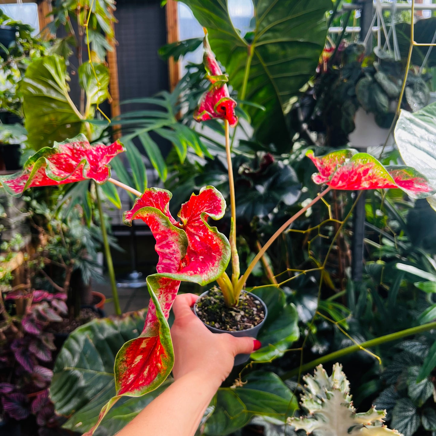 Caladium hybrid 9