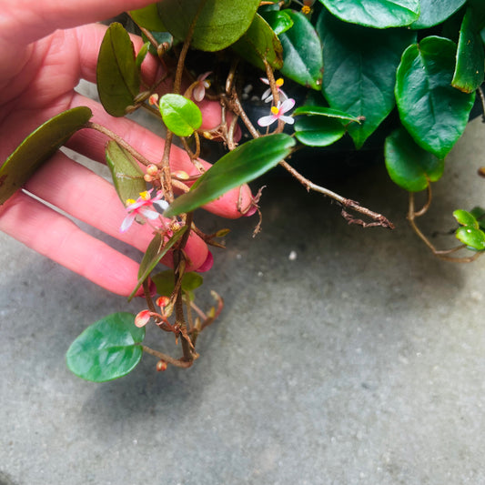 Begonia schulzei, uroted stikling