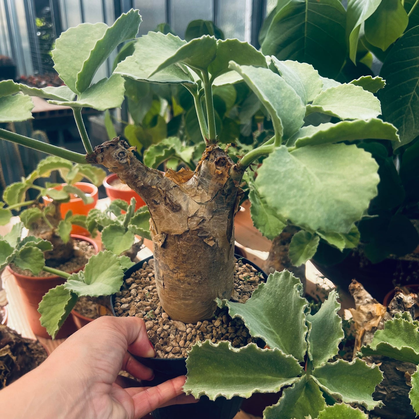 Cyphostemma uter, 14 cm potte
