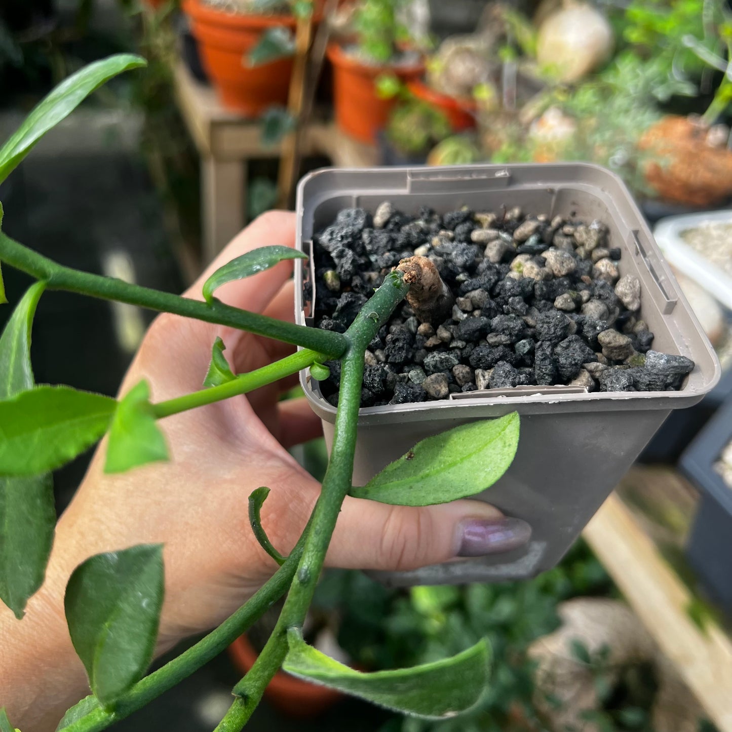 Monadenium aff.capitatum hairy leaf