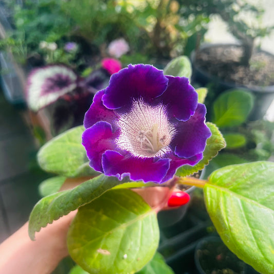 Sinningia speciosa hybrid 8