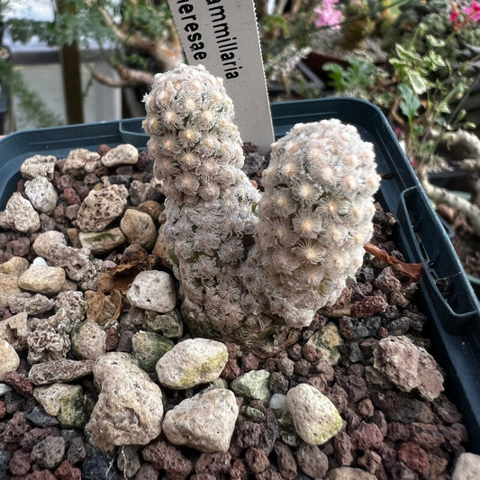 Mammillaria theresae