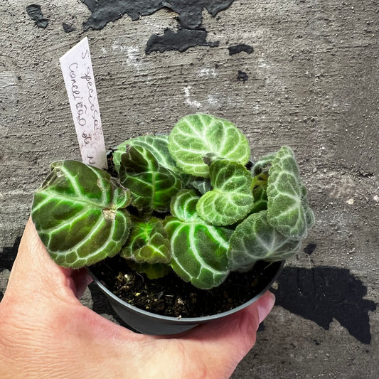 Sinningia speciosa Conceicao de Macabu , 8 cm potte