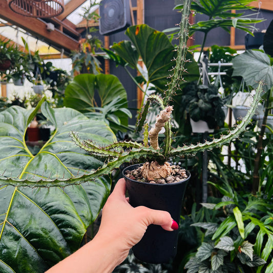 Euphorbia sp.Mutomo