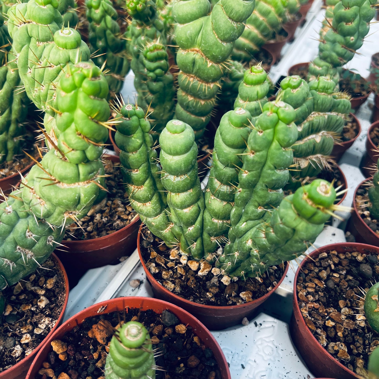 Eulychnia castanea cv.varispiralis f.dichotomica, 10,5 cm potte