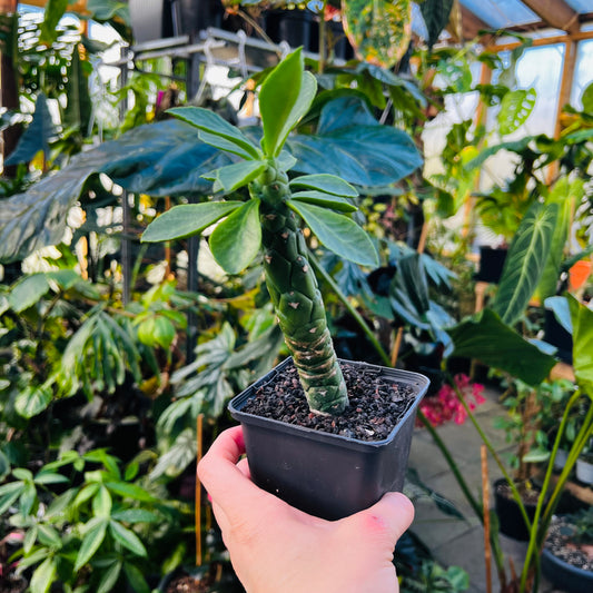 Monadenium heteropodum