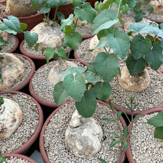 Pyrenacantha malvifolia, 17 cm potte