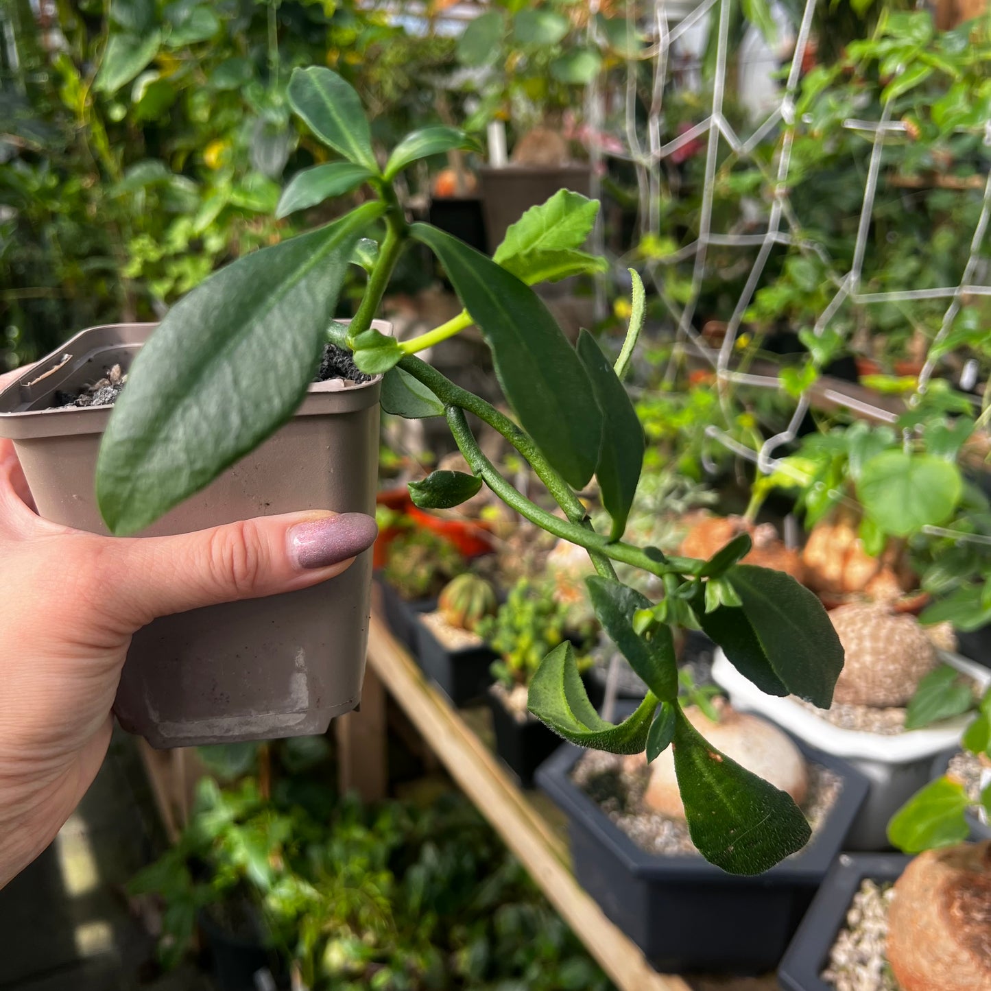 Monadenium aff.capitatum hairy leaf