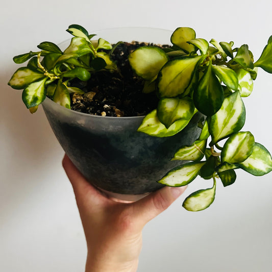Hoya heushkeliana f.variegata