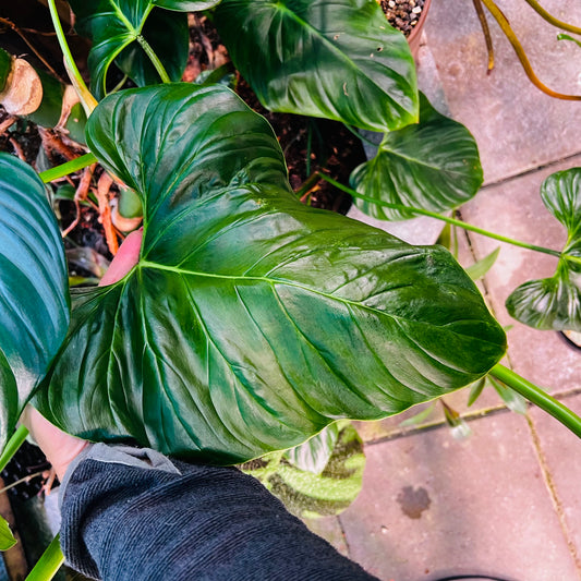 Philodendron smithii asperum, uroted stikling med 1 nodie