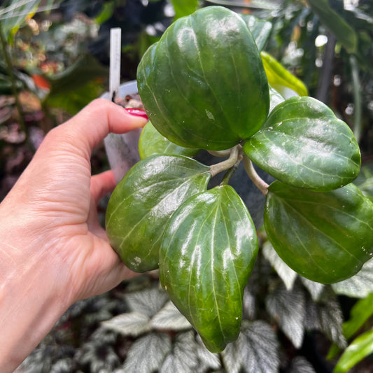 Hoya merillii