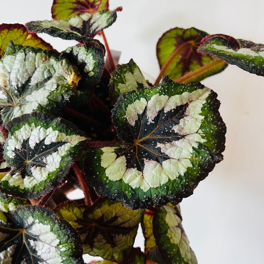 Begonia Victoria