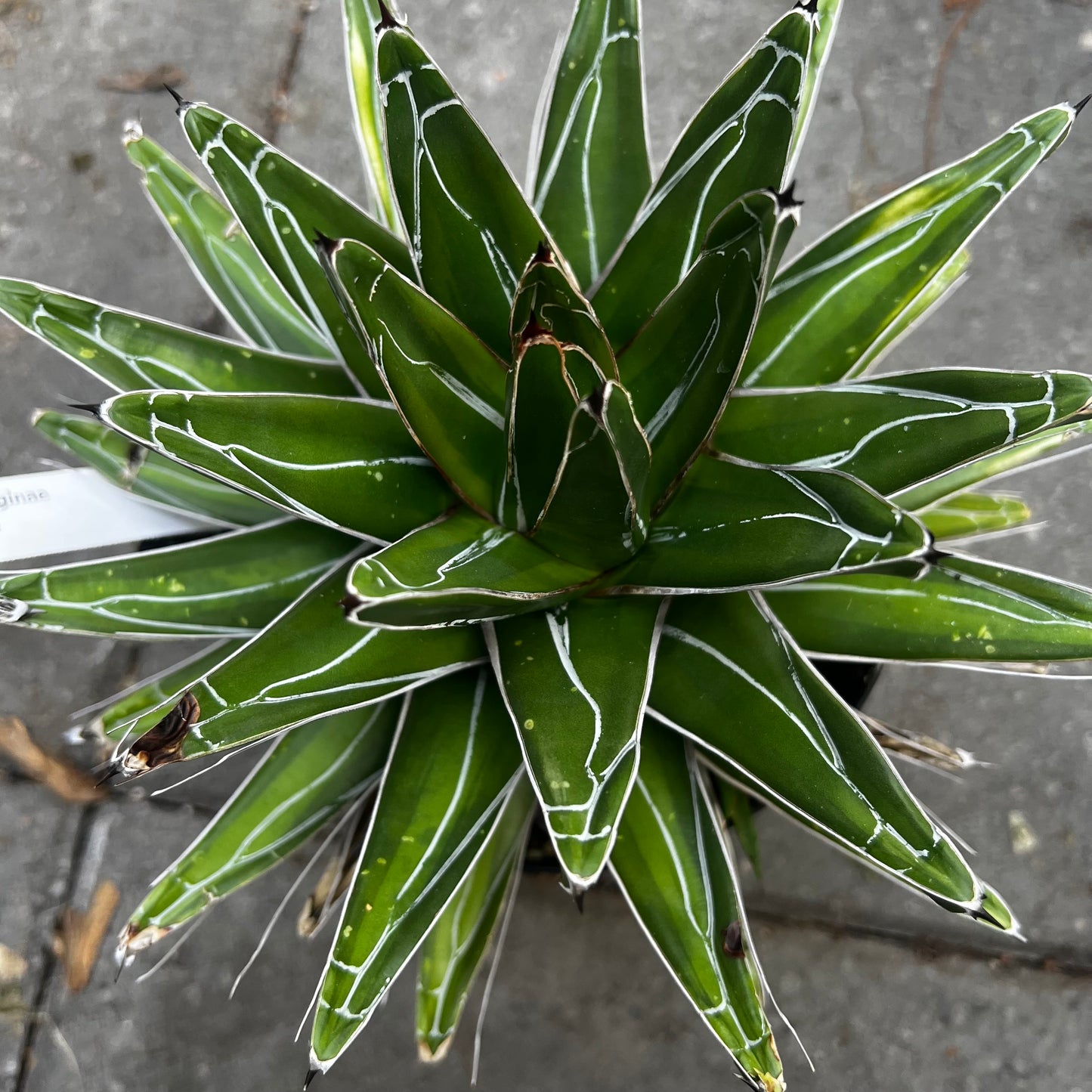 Agave victoria-reginae kazo bana