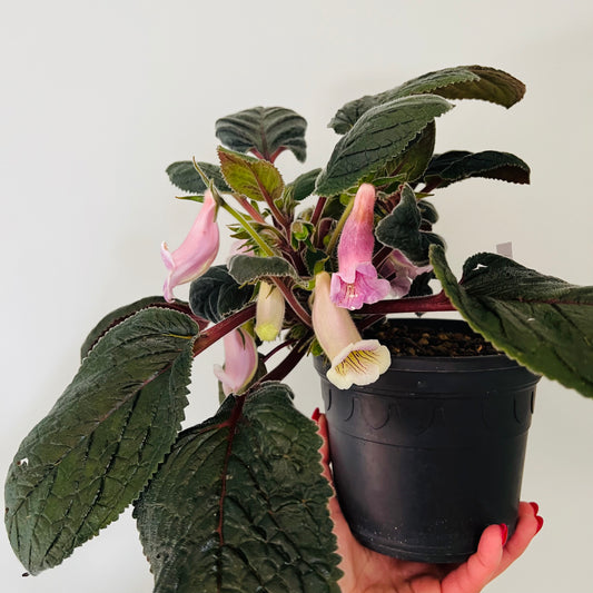 Sinningia egen hybrid 7