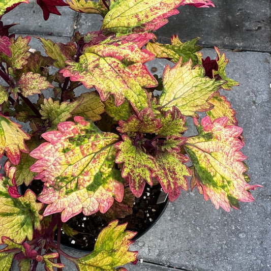 Coleus Nelly’s Nightfall, uroted stikling
