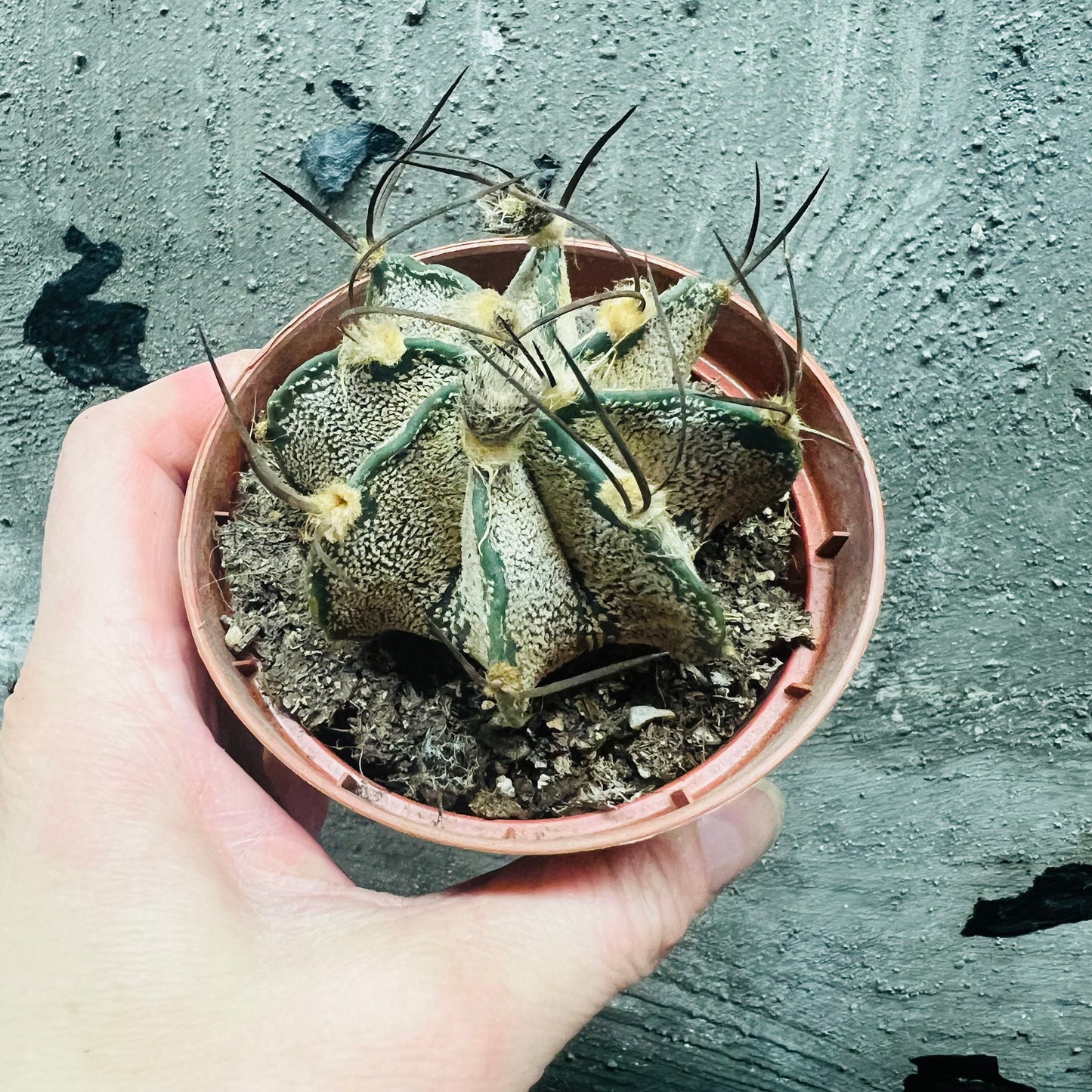Astrophytum capricorne, 8 cm potte
