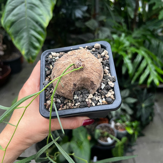 Ipomoea sp.