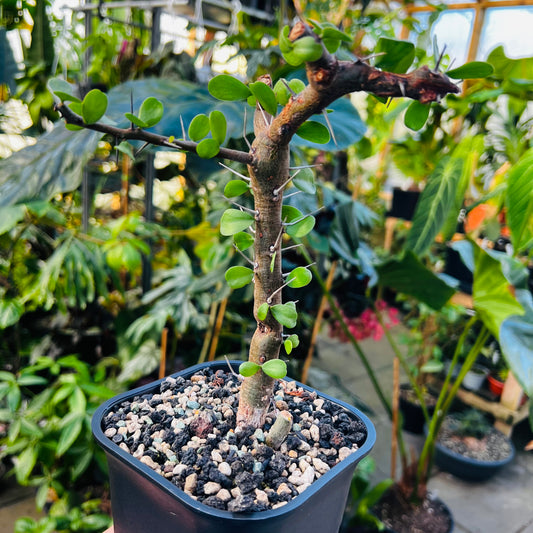 Fouquieria sp.