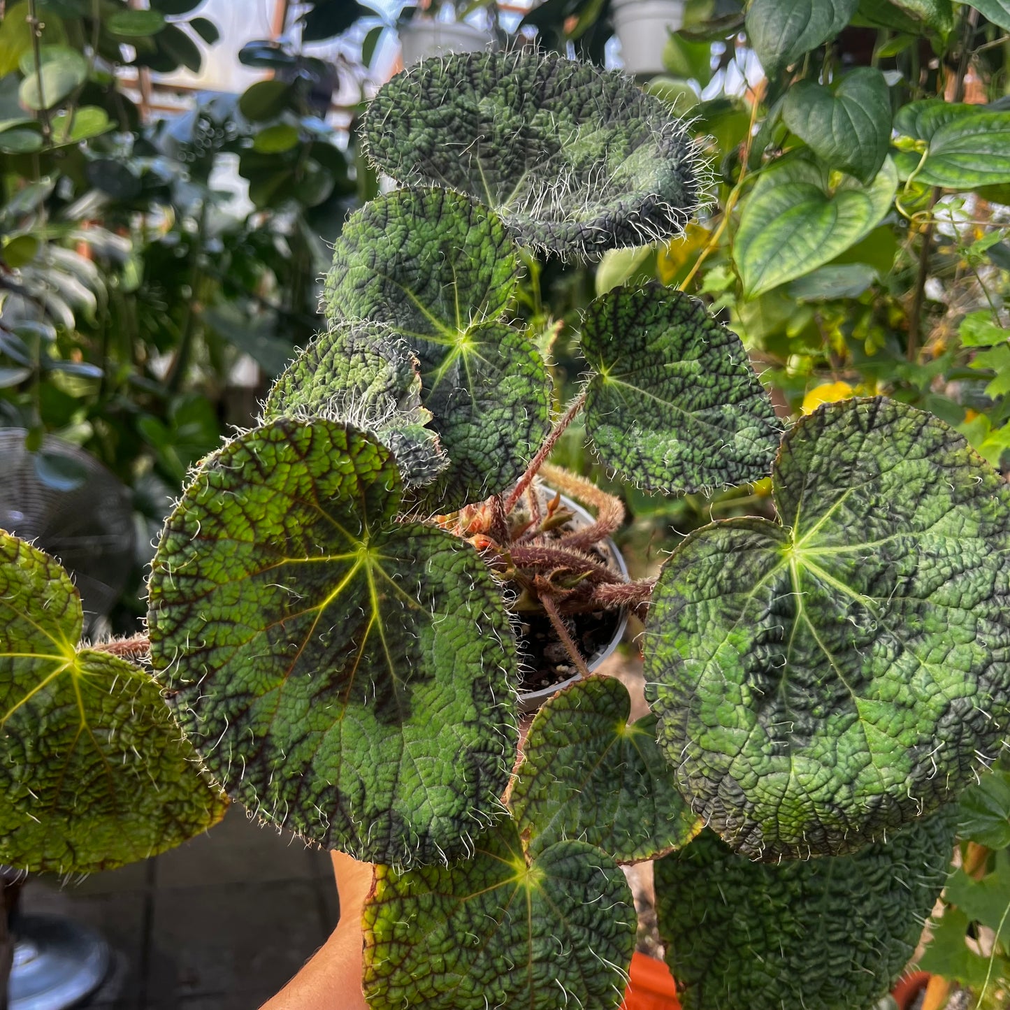 Begonia sizemoreae