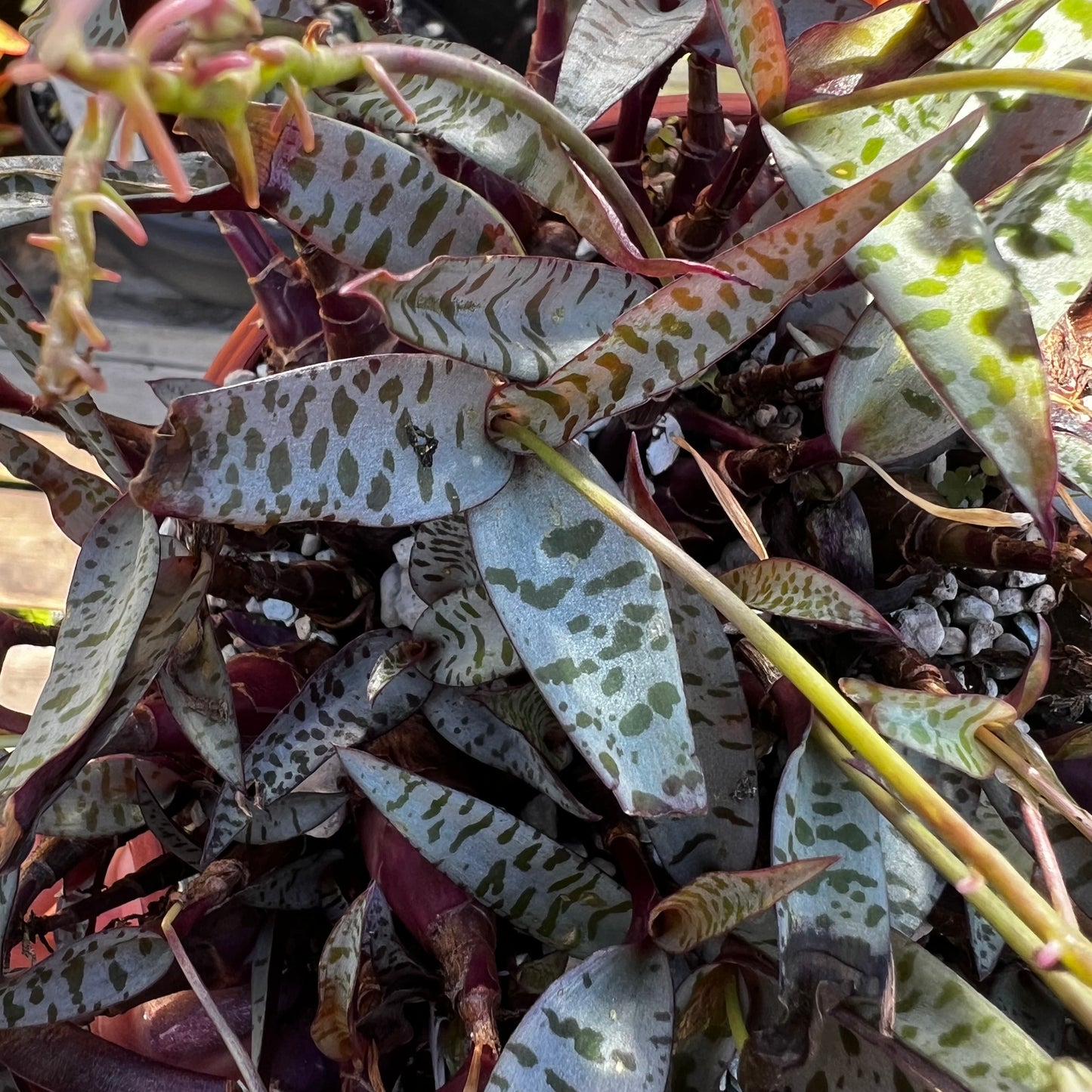 Ledebouria socialis 2, uroted delning
