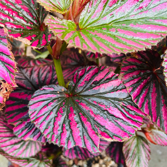 Begonia brevirimosa, uroted blad