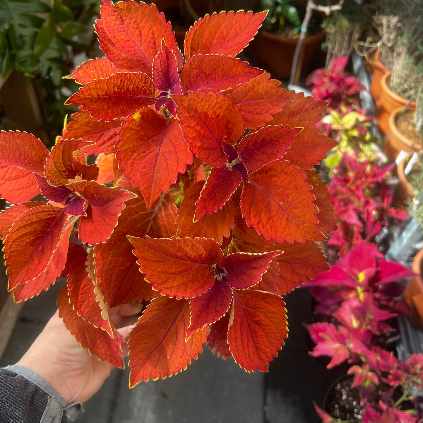 Coleus Rusty Orange, uroted stikling