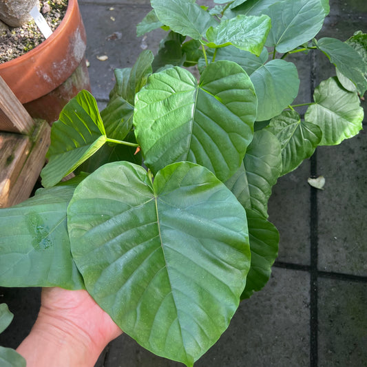 Ficus umbellata, barroted plante