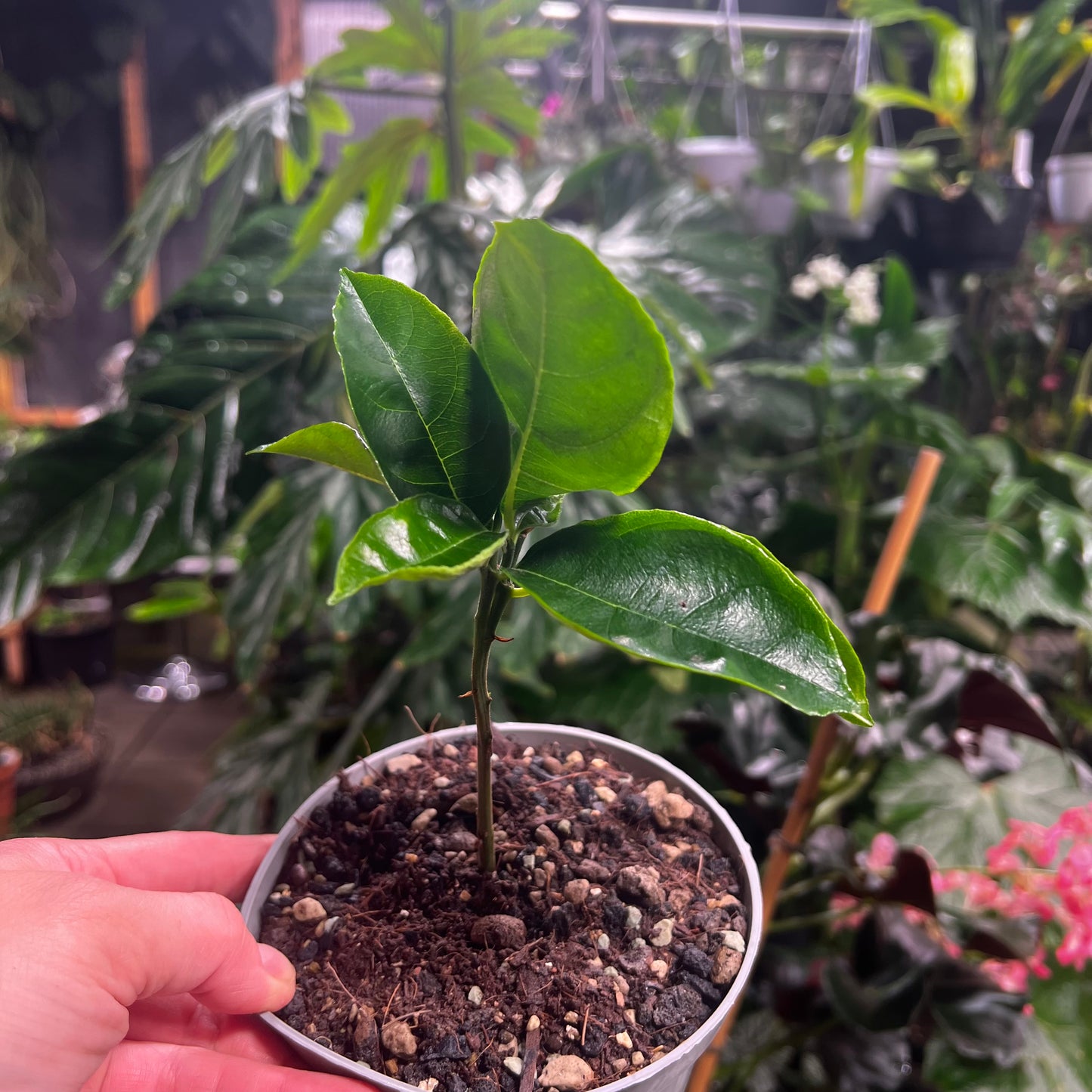 Artocarpus heterophyllus, 12 cm potte