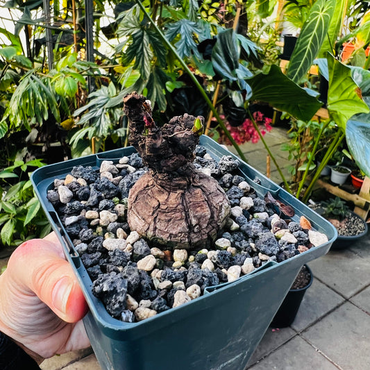 Monadenium discoideum