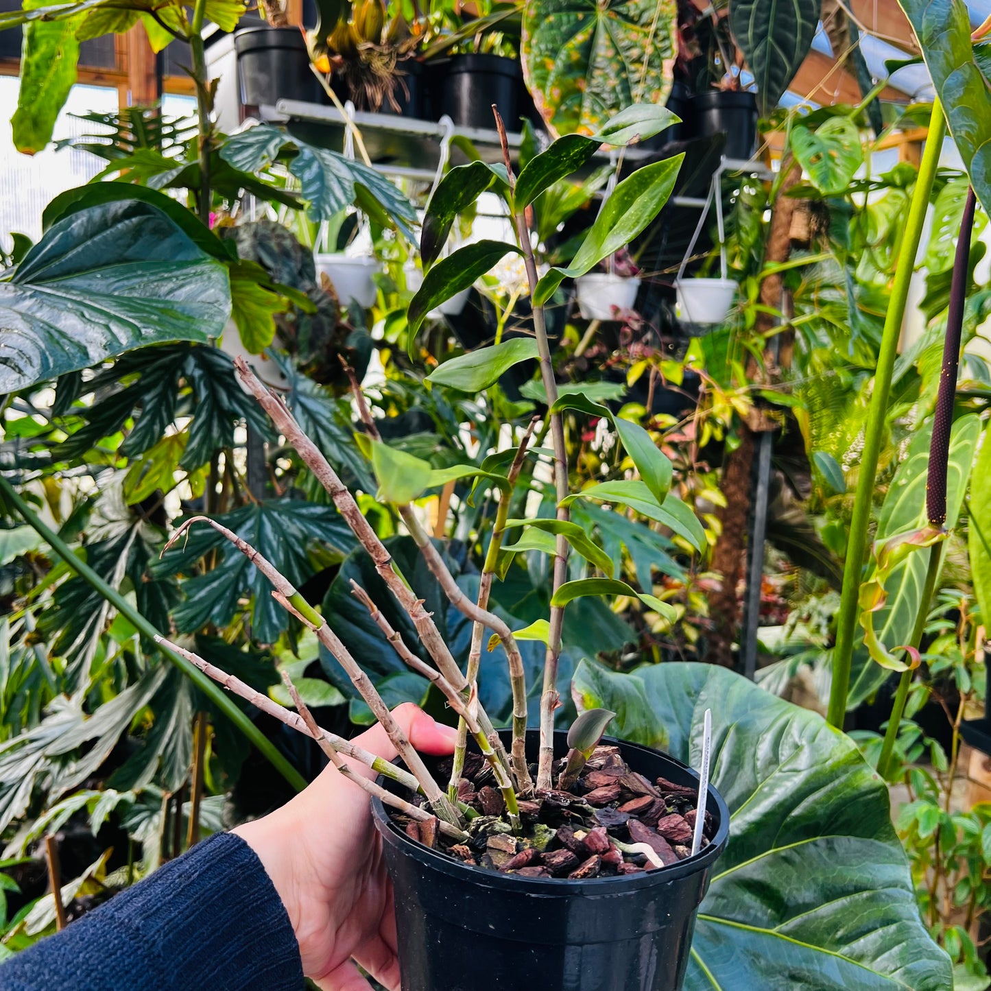 Epidendrum melanoporphyreum