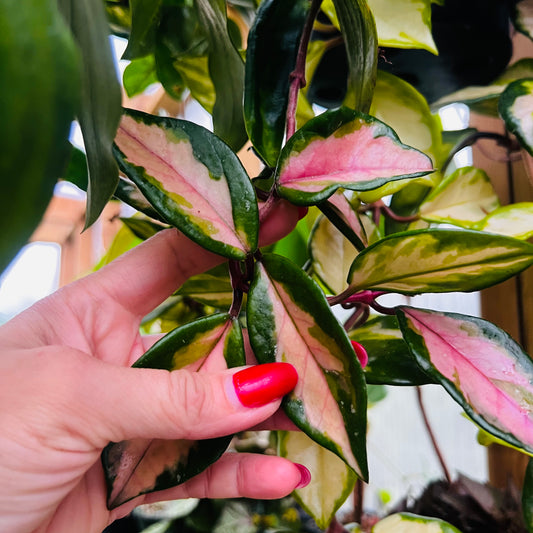 Hoya carnosa f.tricolor, uroted stikling
