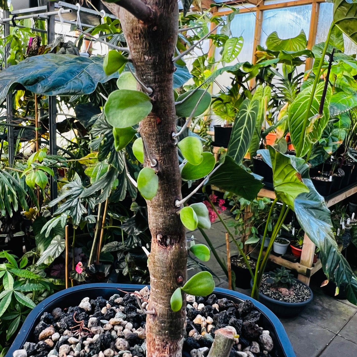 Fouquieria sp.
