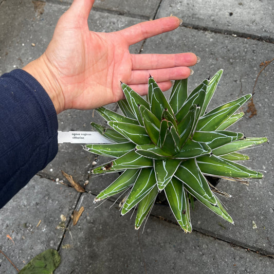 Agave victoria-reginae kazo bana