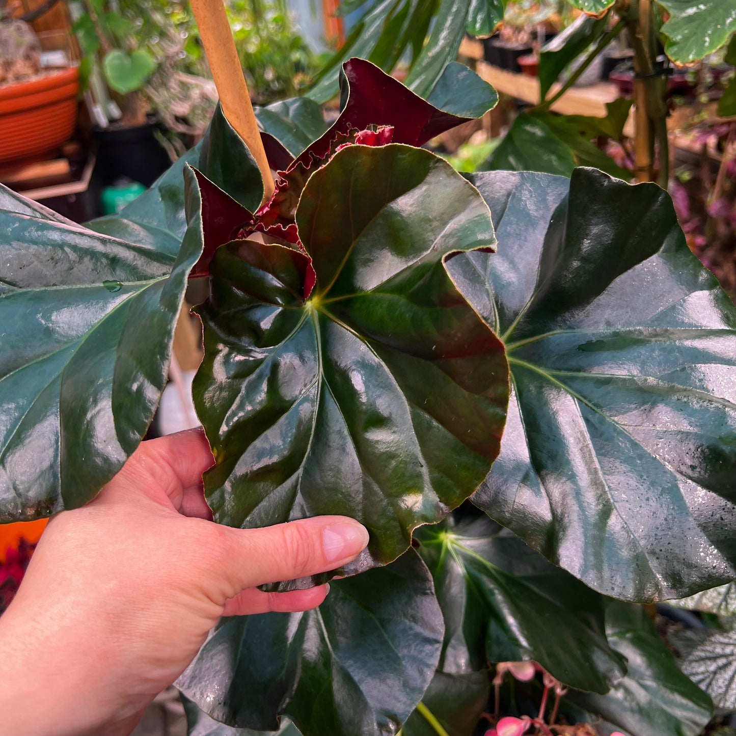 Begonia Alice Faye, uroted blad