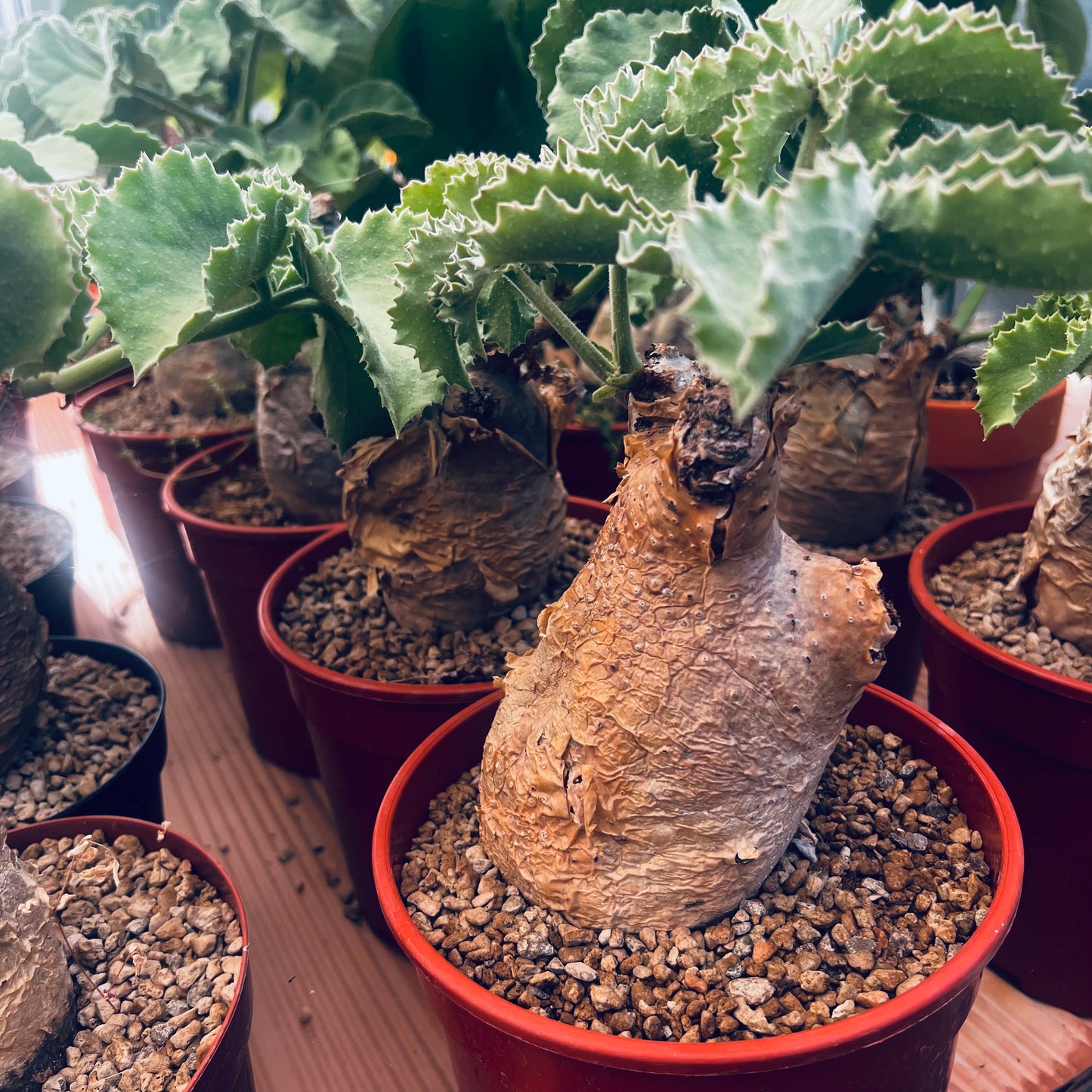 Cyphostemma uter, 14 cm potte