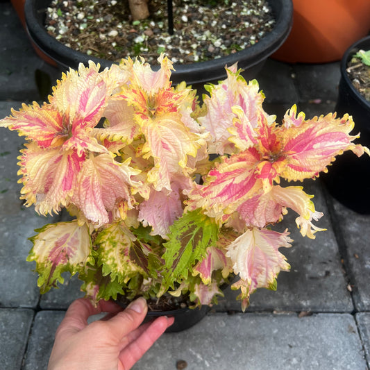 Coleus NN Charlie, uroted stikling