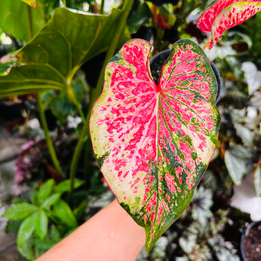 Caladium hybrid 11