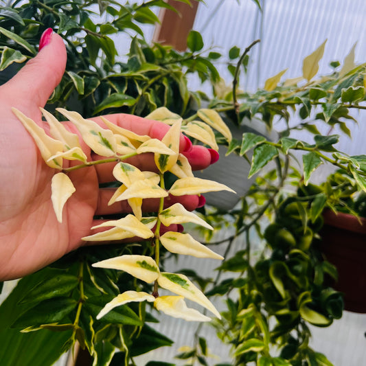 Hoya bella f.marginatovariegata, uroted stikling