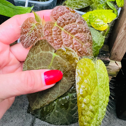 Ficus villosa, uroted stikling