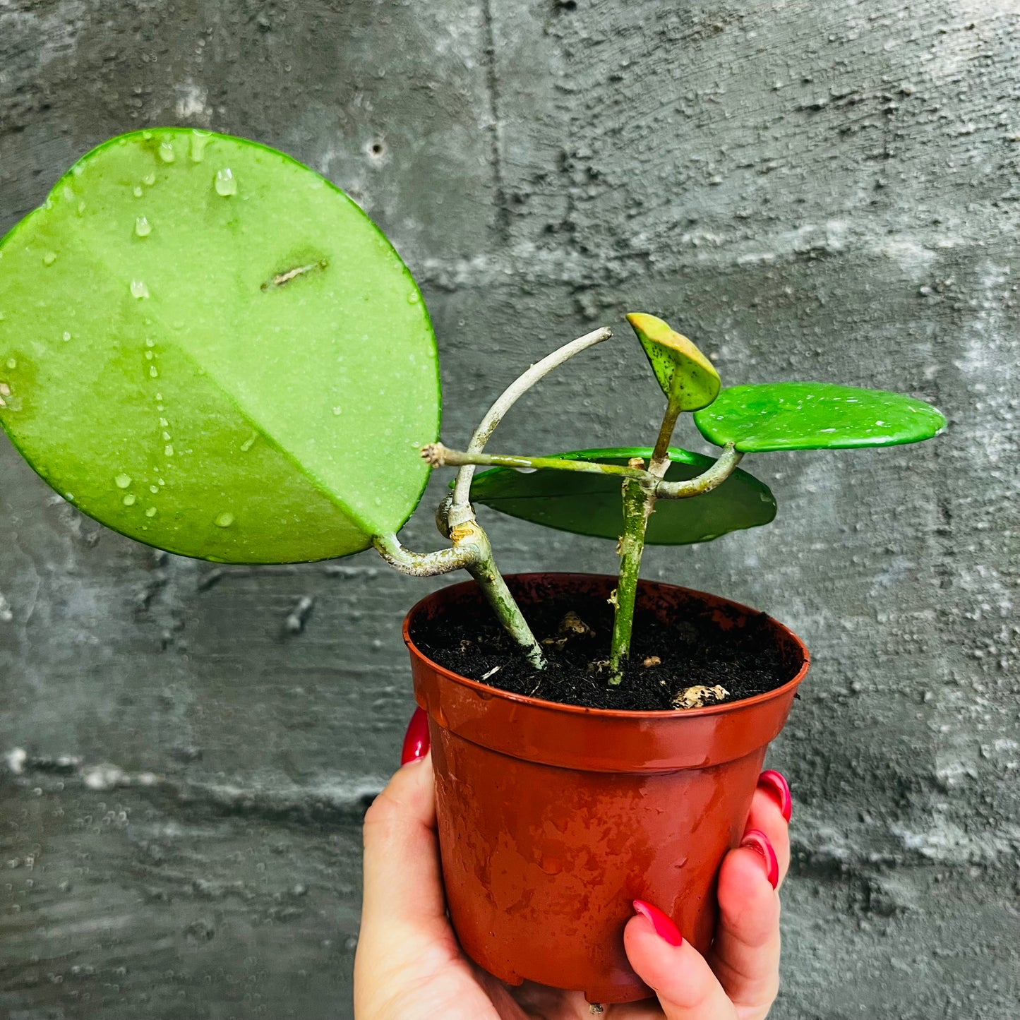 Hoya obovata, 10 cm potte