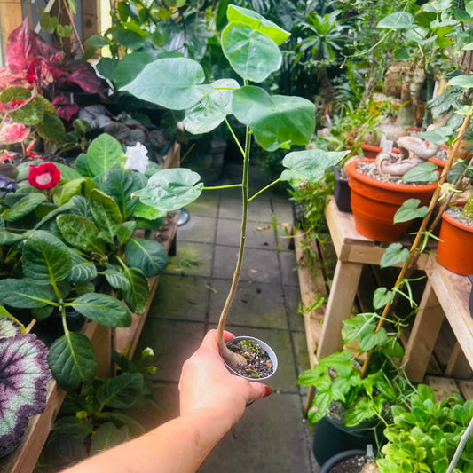 Sterculia sp.aff.rhynchocarpa, 6 cm potte