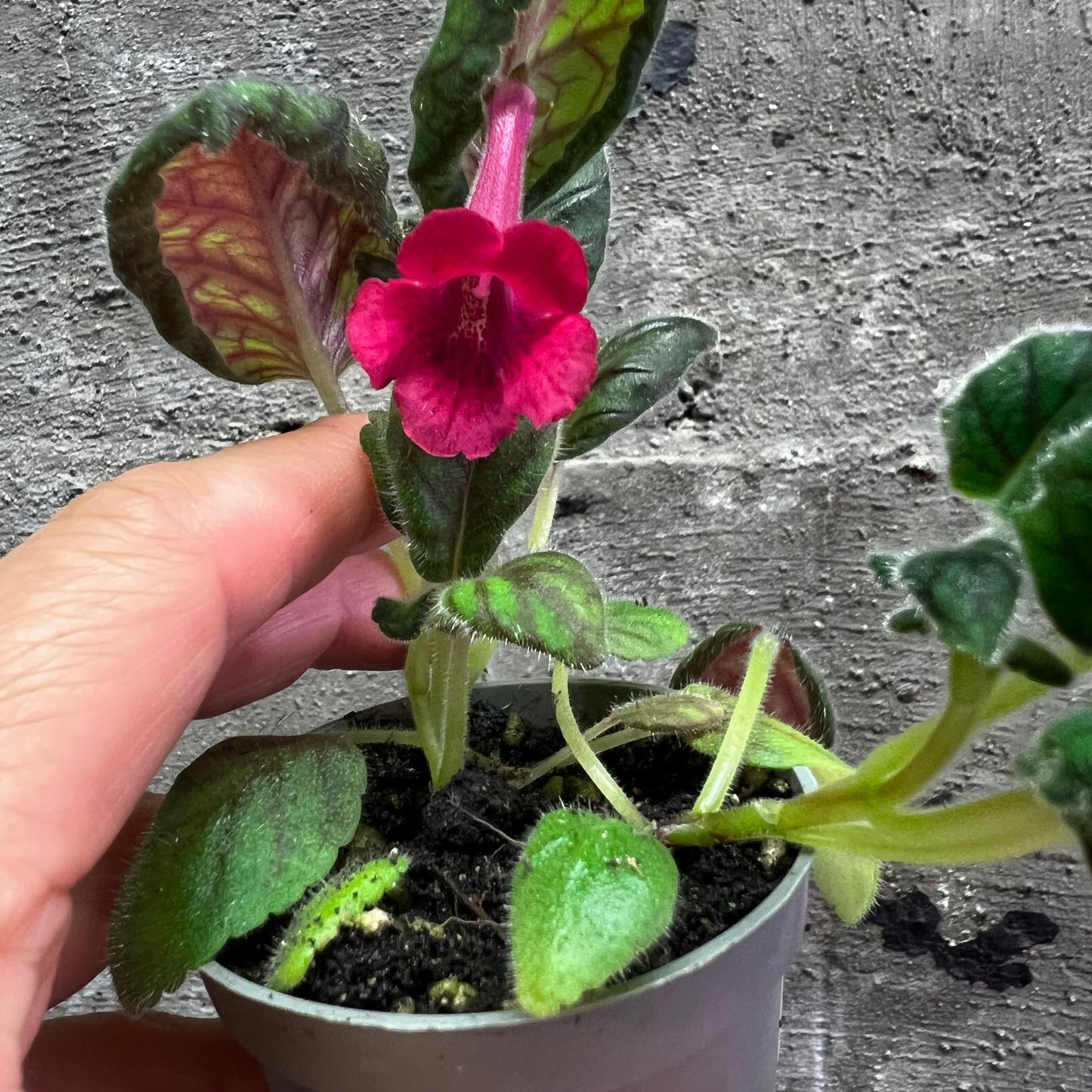 Sinningia SRG’s Paprika hibrid 5