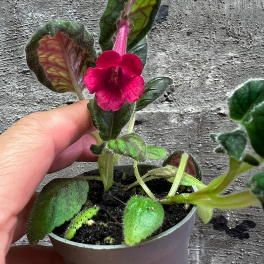 Sinningia SRG’s Paprika hibrid 5
