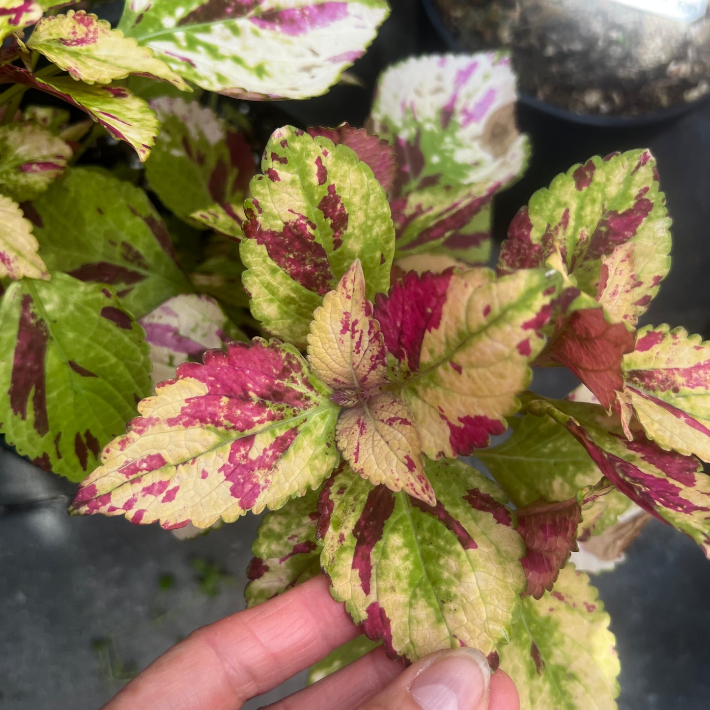 Coleus NN Pink Panther, uroted stikling