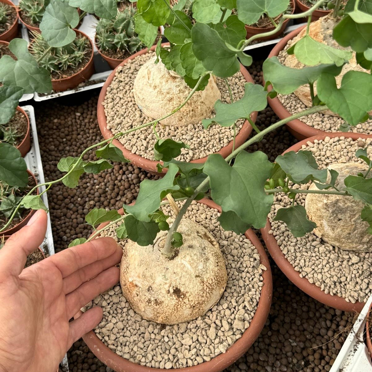 Pyrenacantha malvifolia, 17 cm potte