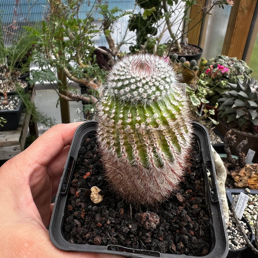 Parodia scopa