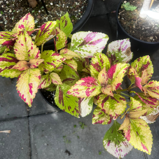Coleus NN Pink Panther, uroted stikling