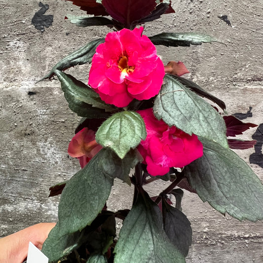 Achimenes Aurika Ashkroft, 8 cm potte