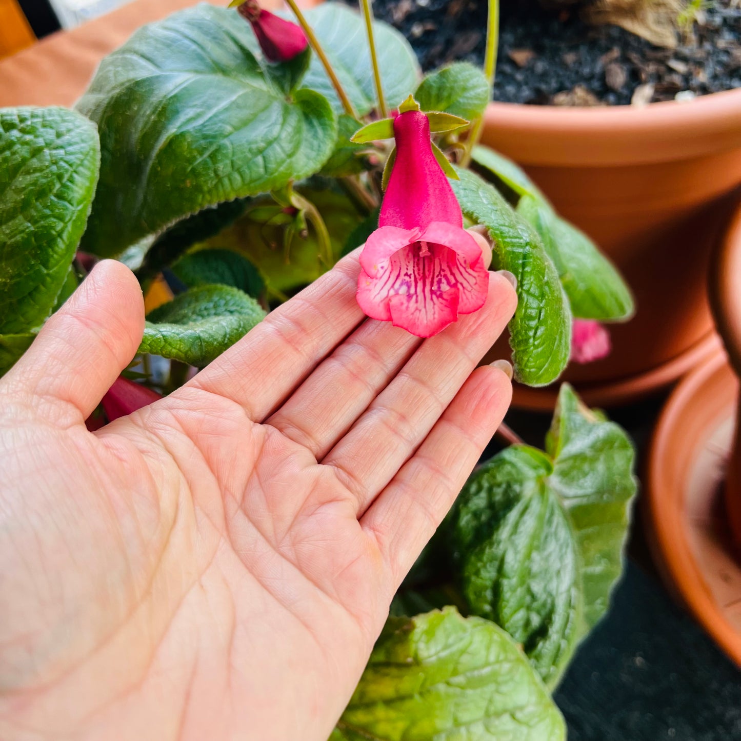 Sinningia Luci’s Pink Fondant, uroted stikling