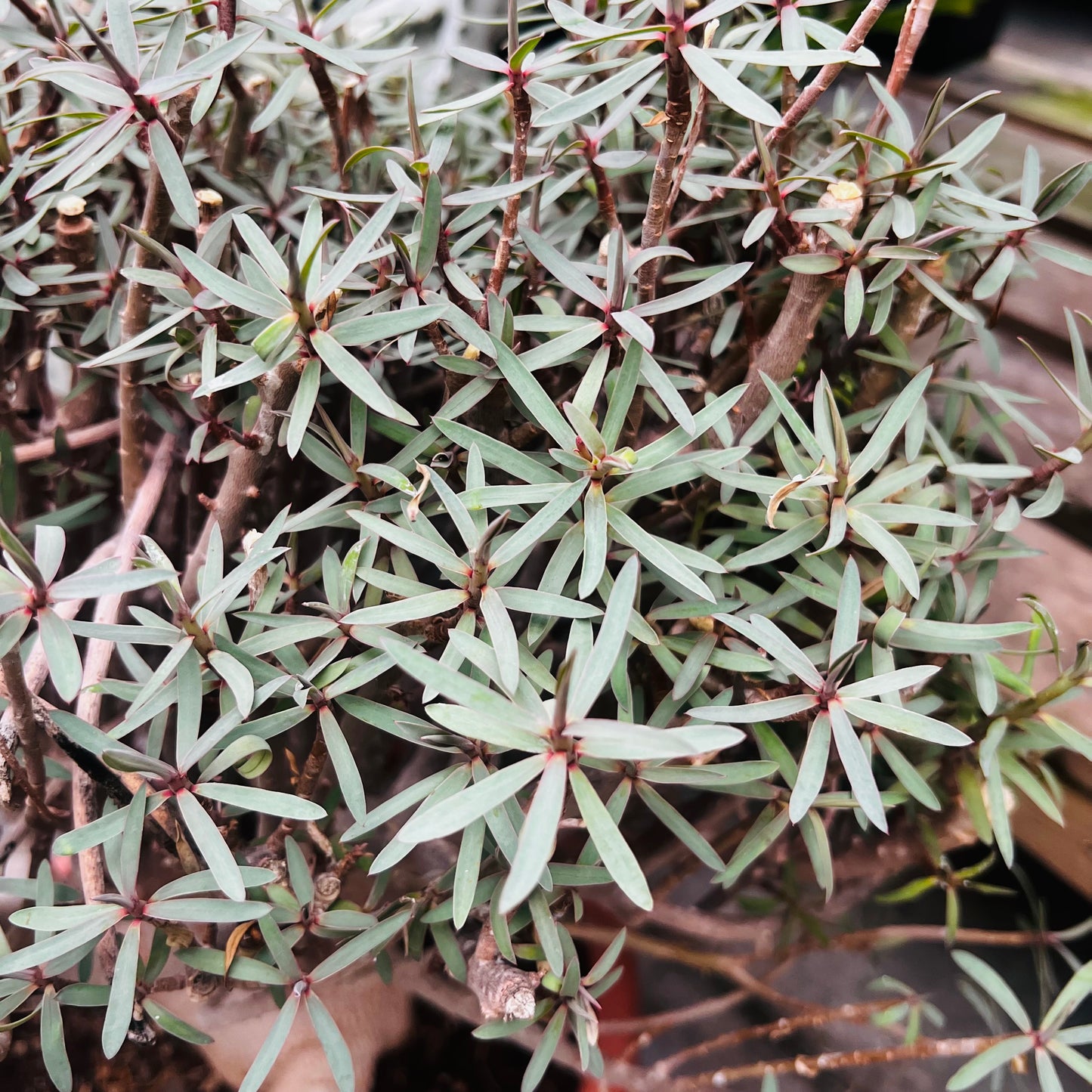 Euphorbia balsamifera, 20 cm potte